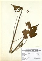 藏品(木芙蓉)的圖片